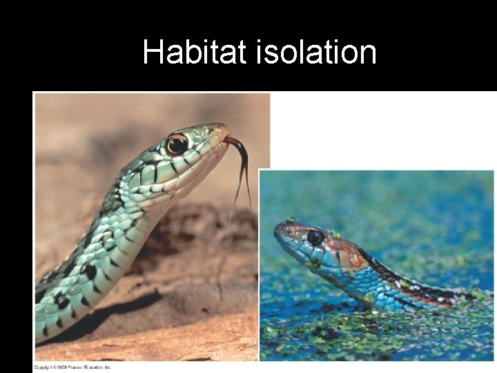 Fig. 14 -3 a Habitat isolation 