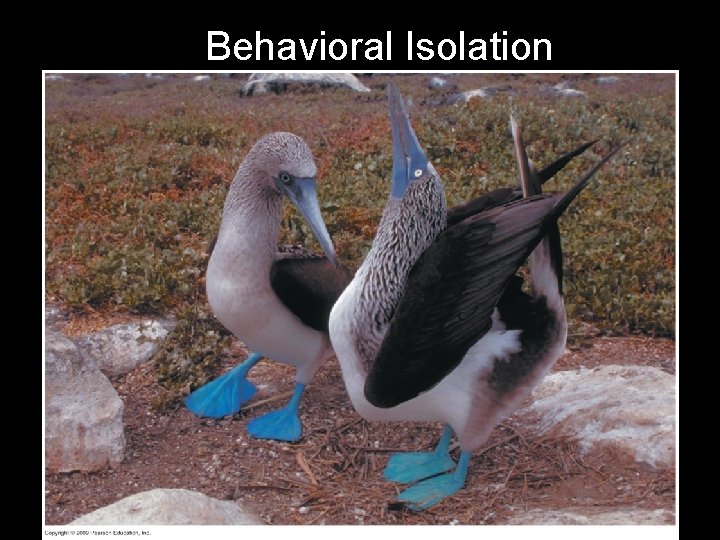 Fig. 14 -3 b Behavioral Isolation 