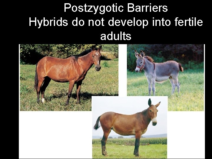 Fig. 14 -3 e Postzygotic Barriers Hybrids do not develop into fertile adults 
