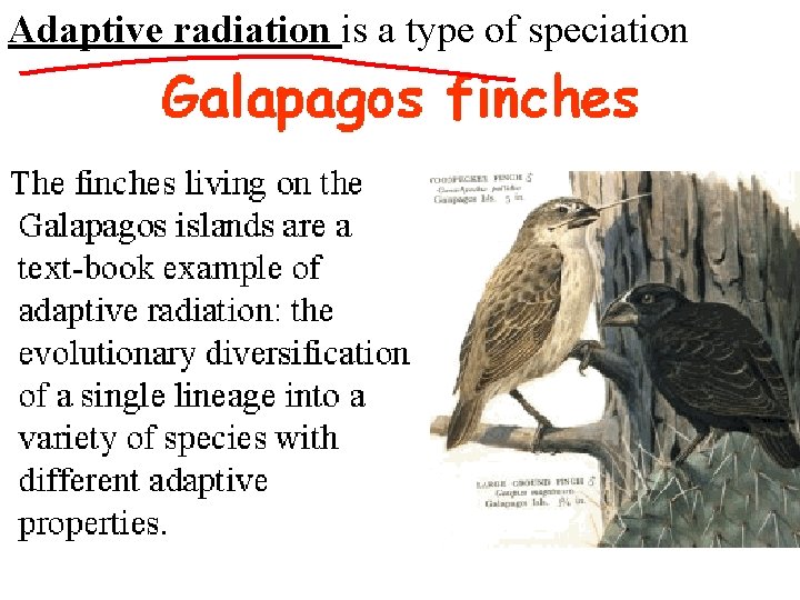 Adaptive radiation is a type of speciation 
