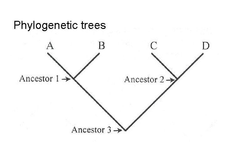Phylogenetic trees 