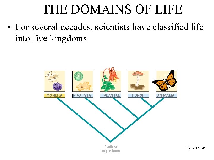 THE DOMAINS OF LIFE • For several decades, scientists have classified life into five