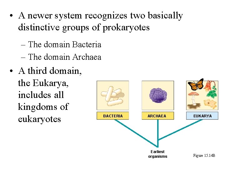  • A newer system recognizes two basically distinctive groups of prokaryotes – The