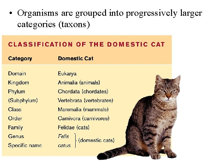  • Organisms are grouped into progressively larger categories (taxons) Table 15. 10 