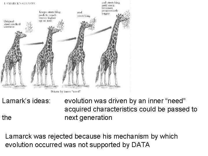 Lamark’s ideas: the evolution was driven by an inner “need” acquired characteristics could be