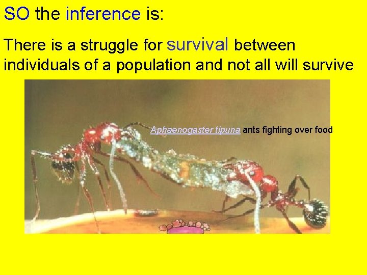 SO the inference is: There is a struggle for survival between individuals of a