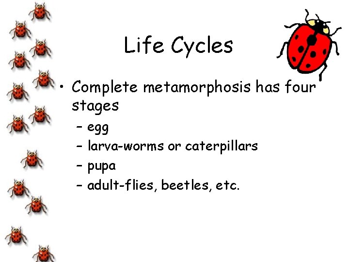 Life Cycles • Complete metamorphosis has four stages – – egg larva-worms or caterpillars