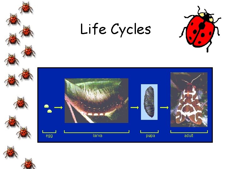 Life Cycles 