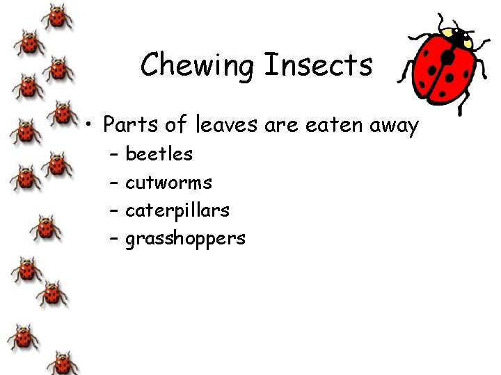 Chewing Insects • Parts of leaves are eaten away – – beetles cutworms caterpillars