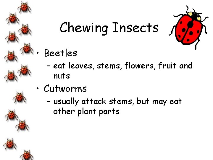 Chewing Insects • Beetles – eat leaves, stems, flowers, fruit and nuts • Cutworms