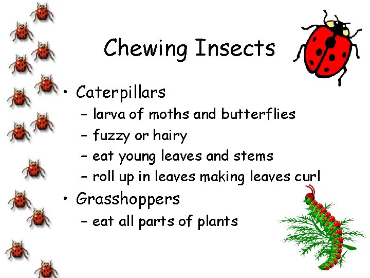 Chewing Insects • Caterpillars – – larva of moths and butterflies fuzzy or hairy