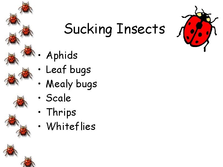 Sucking Insects • • • Aphids Leaf bugs Mealy bugs Scale Thrips Whiteflies 
