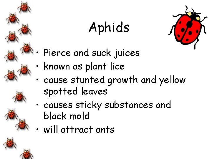 Aphids • Pierce and suck juices • known as plant lice • cause stunted