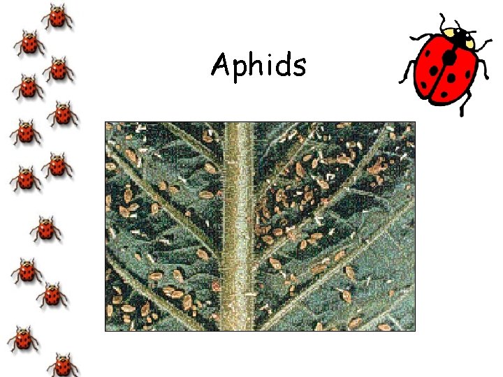 Aphids 