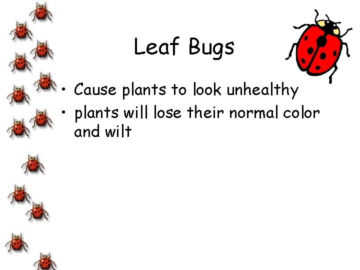 Leaf Bugs • Cause plants to look unhealthy • plants will lose their normal