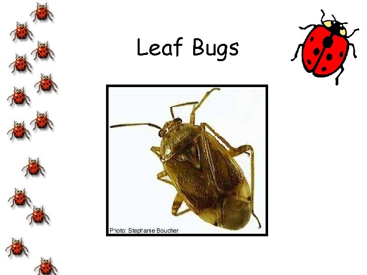 Leaf Bugs 