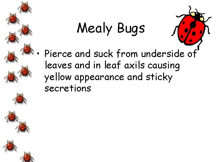Mealy Bugs • Pierce and suck from underside of leaves and in leaf axils