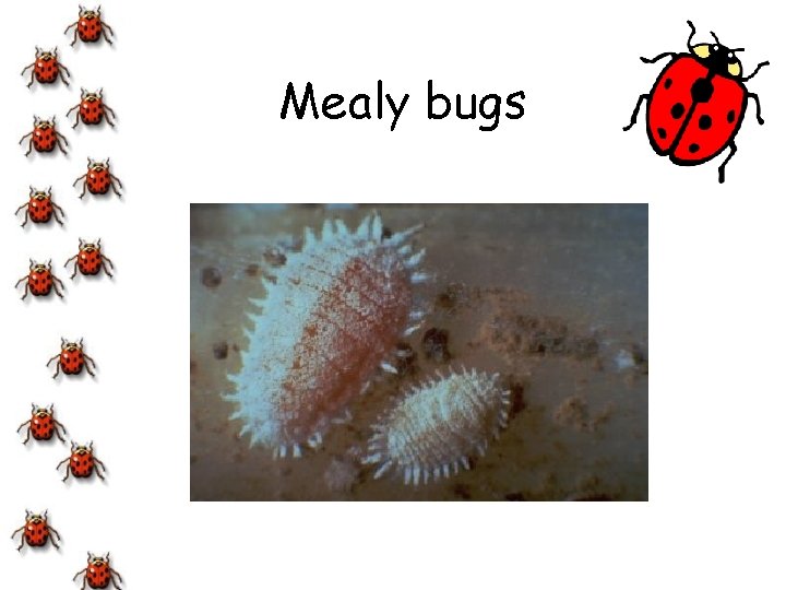 Mealy bugs 