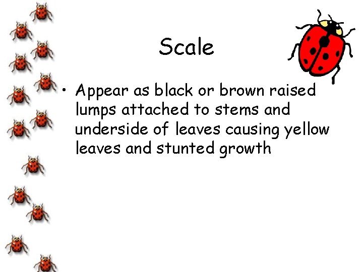 Scale • Appear as black or brown raised lumps attached to stems and underside