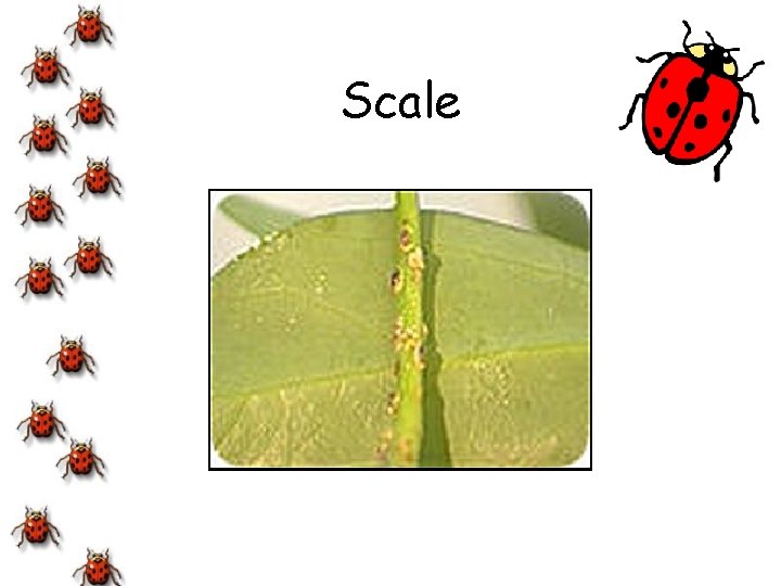 Scale 