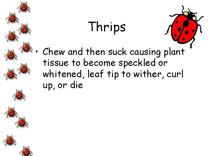 Thrips • Chew and then suck causing plant tissue to become speckled or whitened,