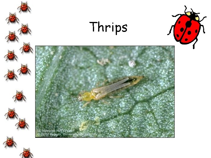 Thrips 