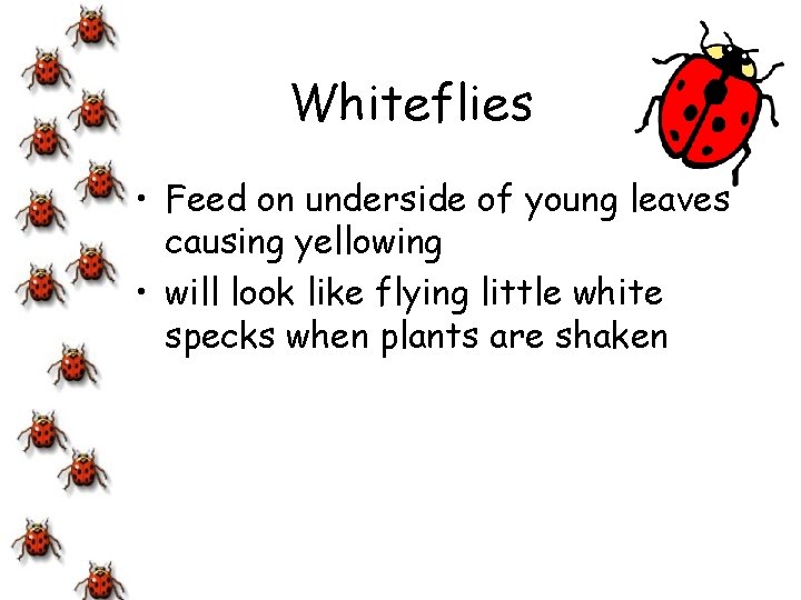 Whiteflies • Feed on underside of young leaves causing yellowing • will look like