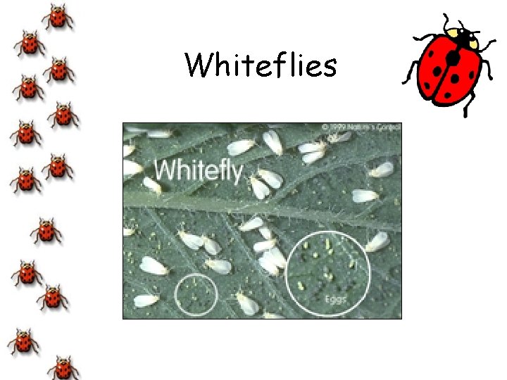 Whiteflies 