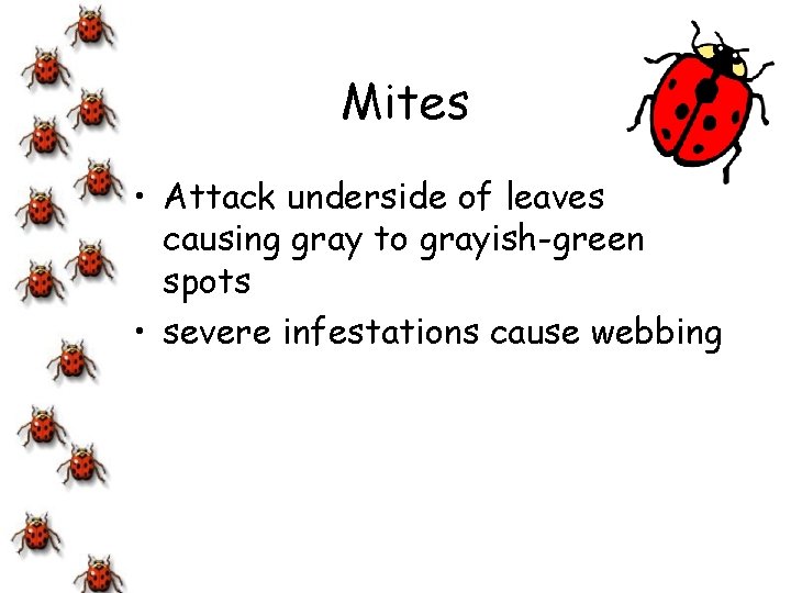 Mites • Attack underside of leaves causing gray to grayish-green spots • severe infestations