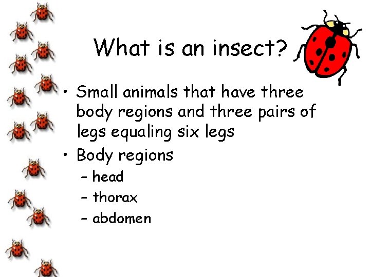 What is an insect? • Small animals that have three body regions and three