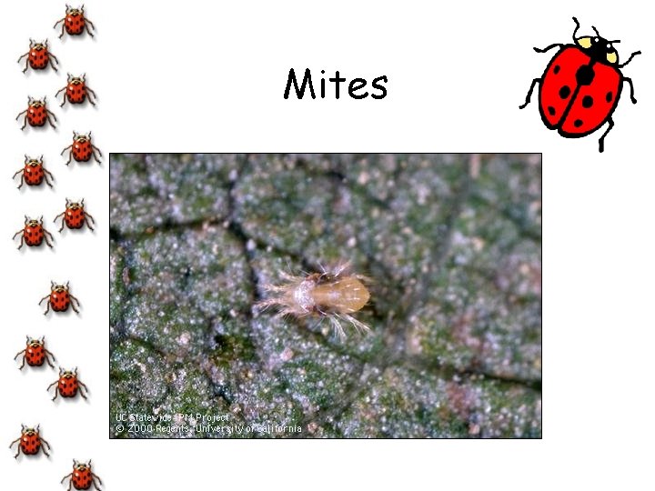 Mites 