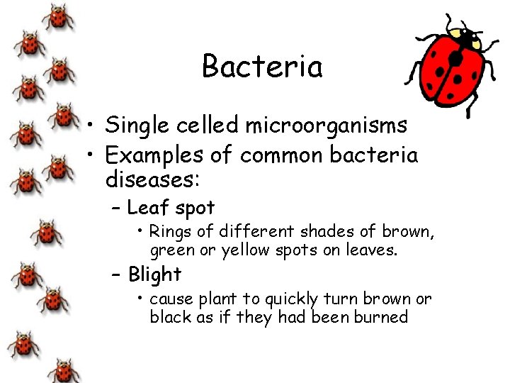 Bacteria • Single celled microorganisms • Examples of common bacteria diseases: – Leaf spot