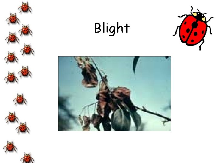 Blight 