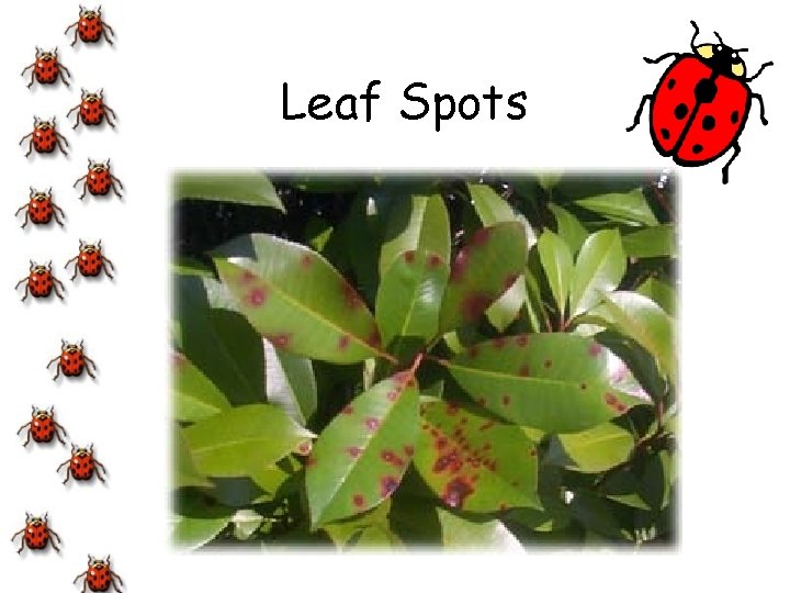 Leaf Spots 