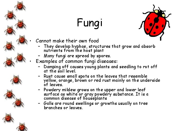 Fungi • Cannot make their own food – They develop hyphae, structures that grow