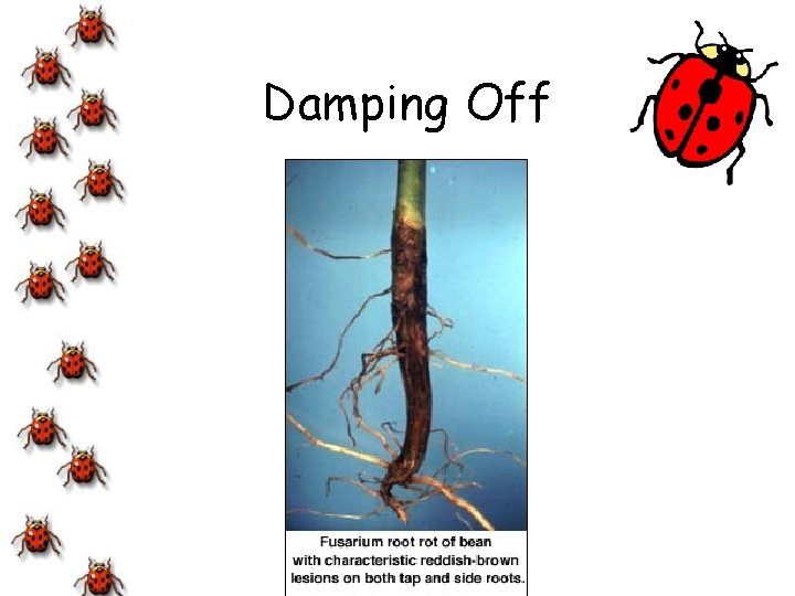 Damping Off 