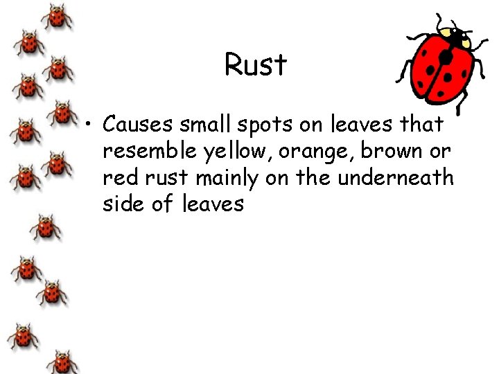 Rust • Causes small spots on leaves that resemble yellow, orange, brown or red