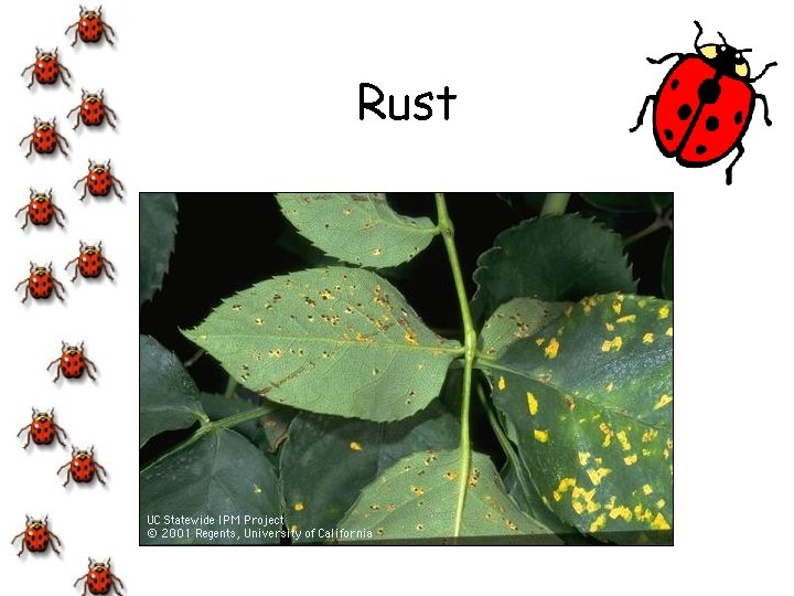 Rust 