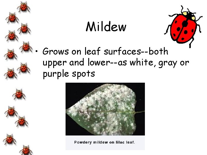 Mildew • Grows on leaf surfaces--both upper and lower--as white, gray or purple spots