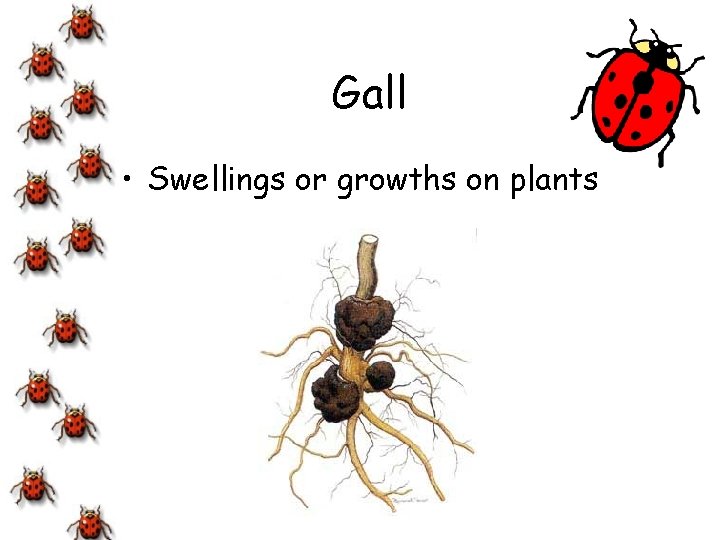 Gall • Swellings or growths on plants 