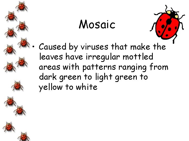 Mosaic • Caused by viruses that make the leaves have irregular mottled areas with