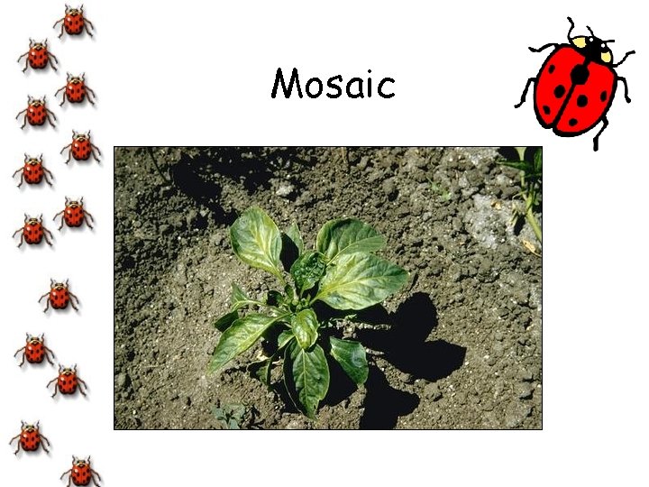 Mosaic 