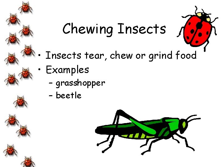 Chewing Insects • Insects tear, chew or grind food • Examples – grasshopper –