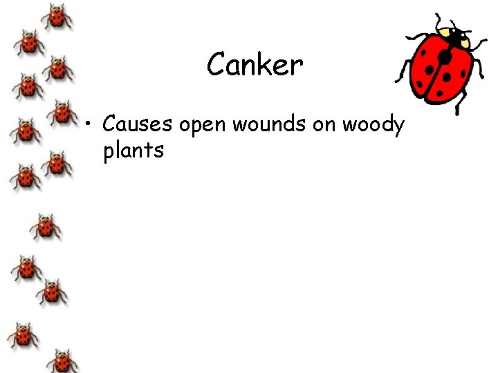 Canker • Causes open wounds on woody plants 