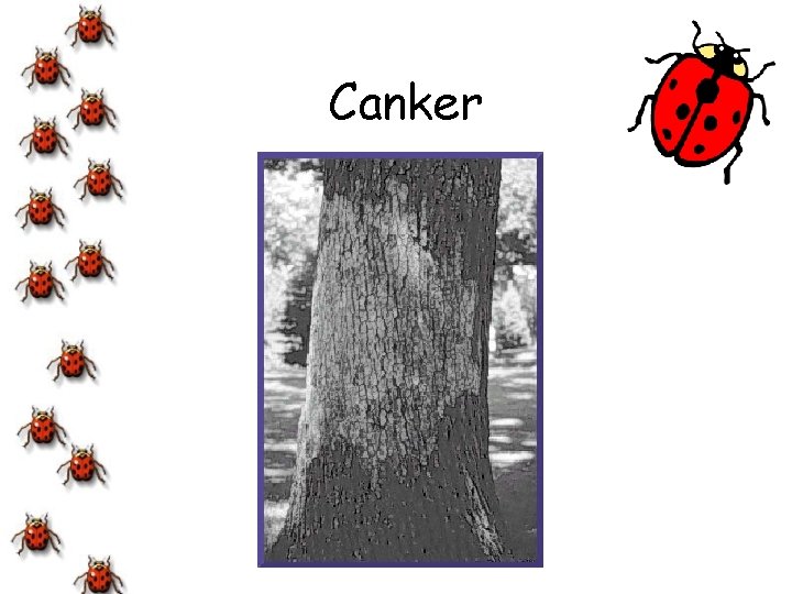 Canker 
