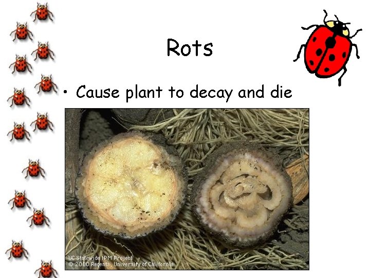 Rots • Cause plant to decay and die 