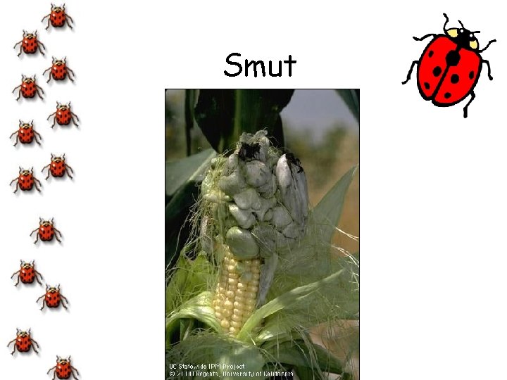 Smut 