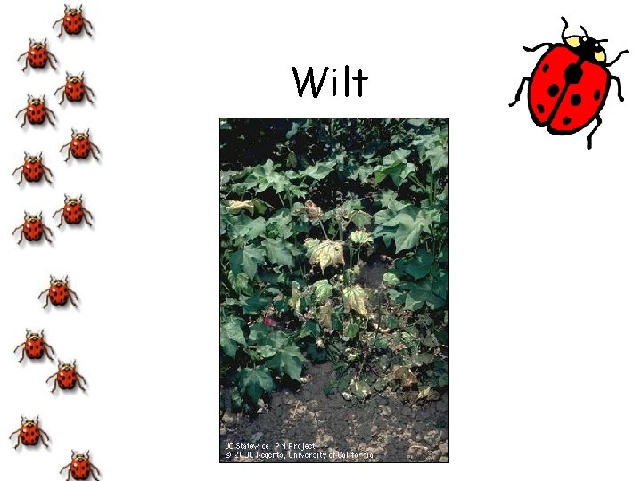Wilt 