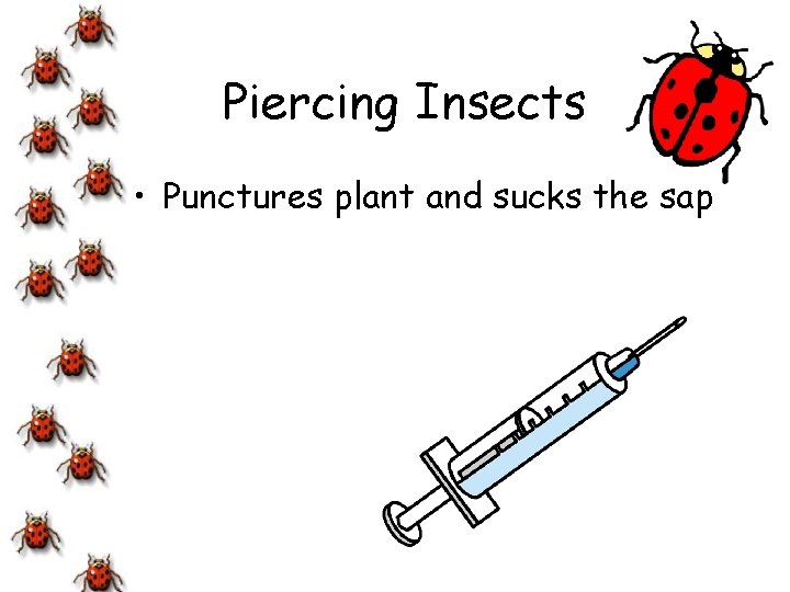 Piercing Insects • Punctures plant and sucks the sap 