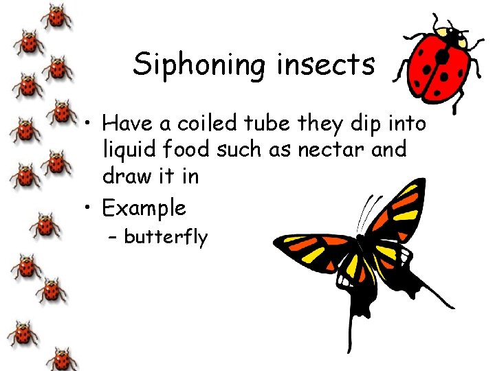 Siphoning insects • Have a coiled tube they dip into liquid food such as